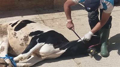 تفسير رؤية ذبح البقرة في المنام بانتهاء الأزمات والمشاكل والرزق الوفير