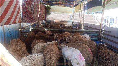  خلال أيام، طرح الخراف الحية بالمجمعات الاستهلاكية استعدادا لعيد الأضحى 