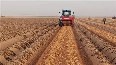 «الزراعة»: فحص 931 ألف طن من بطاطس المائدة خلال الموسم التصديري السابق.. و646 ألف فدان إجمالي مساحة المناطق الخالية من العفن البني