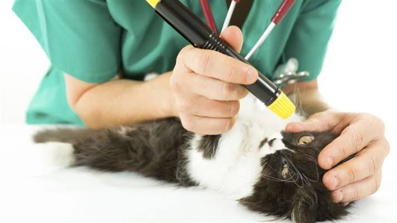 الطب البيطرى 