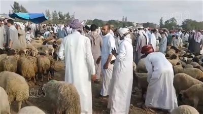 زيادة جديدة في أسعار الأضاحي بسوق الماشية بالعامرية |فيديو 