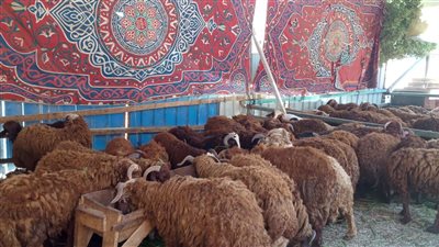 بـ90 جنيها.. كشف طبي مستمر على خراف شوادر التموين.. والأوزان تصل لـ70 كيلوجراما