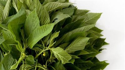 طريقة حفظ الملوخية باحترافية مثل الجاهزة 