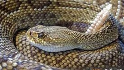  تفسير حلم مطاردة الثعبان في المنام وعلاقته بالمشاكل والصعوبات والهموم 