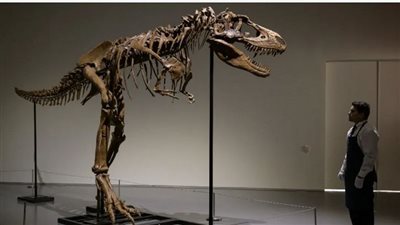 هيكل لديناصور عمره 76 مليون عام للبيع في نيويورك