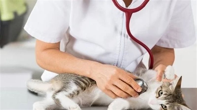 الطب البيطرى 