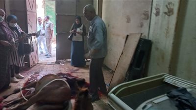 دفن أحدهم وإرسال 4 لحديقة الحيوان.. مصير الأحصنة المضبوطة داخل محل جزارة بالخصوص