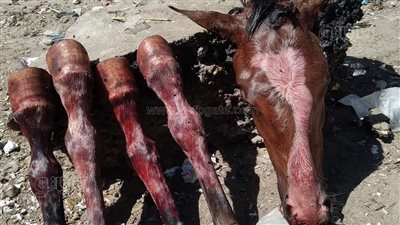 تطورات جديدة في واقعة المتهمين بذبح حصان، الطب البيطري يقرر إعدام المضبوطات