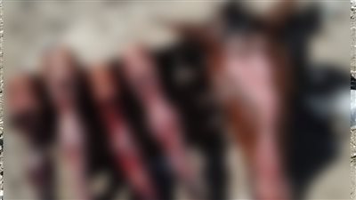 العثور على بقايا حصان مذبوح يثير الذعر في المنتزه