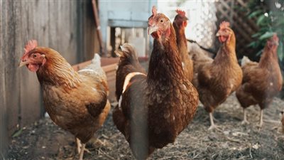 أسعار الدواجن اليوم الخميس 7-7-2022 في الأسواق