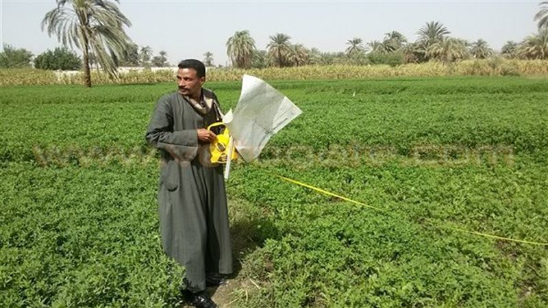فلاح مصري، فيتو 