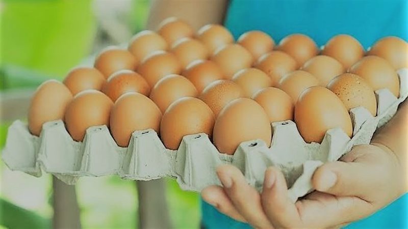 أسعار البيض