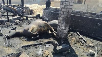 بسبب خبيز العيد.. نفوق 4 رؤوس ماشية في حريق منزلين ببني سويف