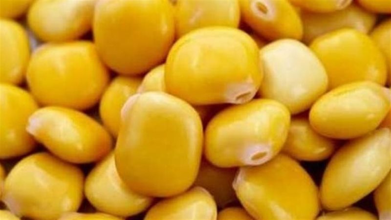 طريقة عمل الترمس