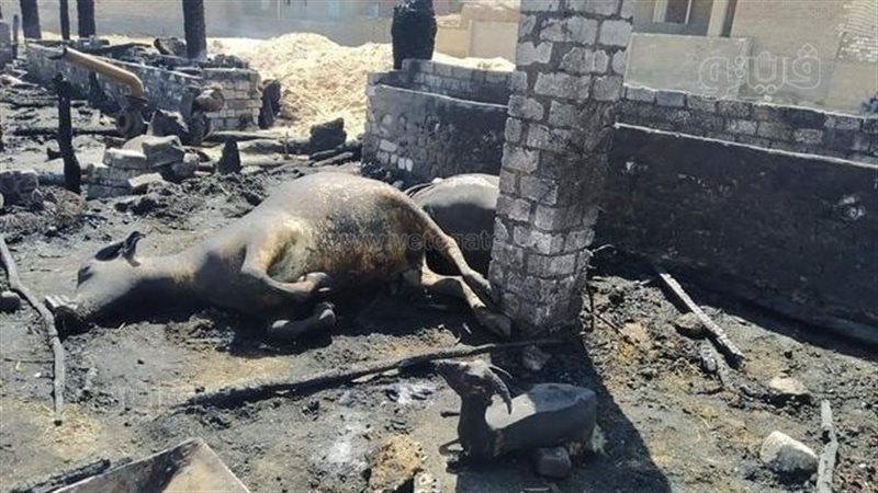 صورة ارشيفية