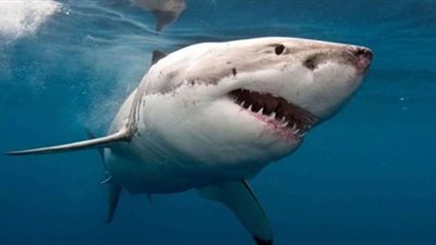 معركة دامية بين سمكتي قرش تنتهي بالتهام إحداهما للأخرى | فيديو