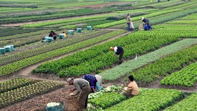 المكتب التجاري في الكويت: إلغاء التشديد الرقابي على الحاصلات الزراعية المصرية