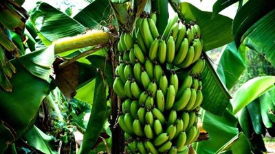 خبير: الموز أكثر المحاصيل كفاءة في استهلاك المياه.. وحظر زراعته في الصحراء يحتاج إلى مراجعة