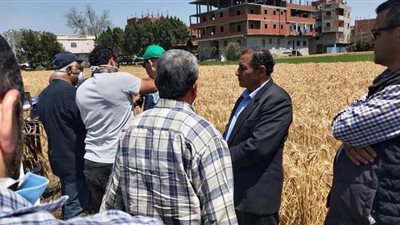 توريد 2150 طن قمح وحصاد 3 آلاف فدان في القليوبية