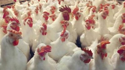 شعبة الثروة الداجنة: الأسعار مستقرة بالأسواق