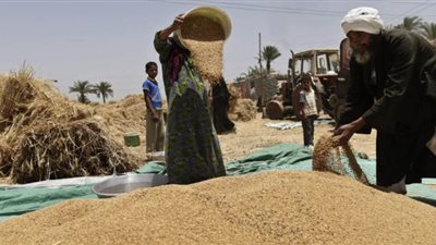 التموين: استمرار عمل لجان استلام القمح من المزارعين خلال رمضان