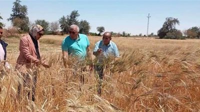 توريد ١٢ ألفا و٣١٦ طنا من محصول القمح بالوادي الجديد