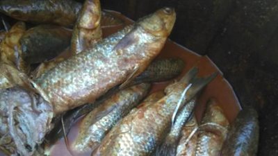 تجديد حبس صاحب محل بحوزته 2.5 طن فسيخ فاسدة