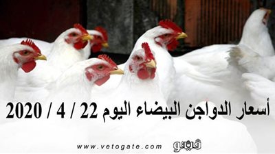 أسعار الدواجن البيضاء اليوم 22 / 4 / 2020