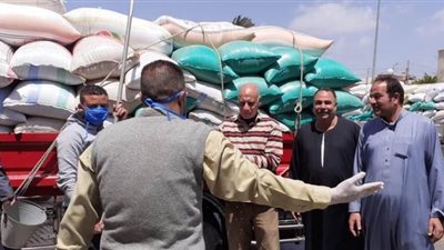 توريد 1534 طن قمح فى الغربية