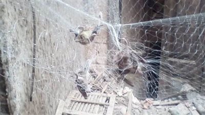 ظهور خفافيش داخل منزل مهجور بالمنيا ولجنة من الزراعة للقضاء عليها | صور