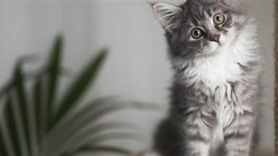 الولايات المتحدة تسجل أول إصابة بكورونا لحيوان أليف داخل أراضيها