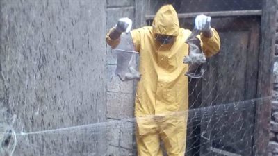 فرق مكافحة العدوى تواصل القضاء على خفافيش في منزل مهجور بالمنيا | صور