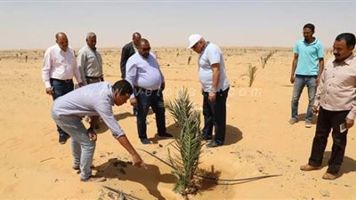 تدشين مزرعة نخيل على مساحة 350 فدانًا بالوادي الجديد | صور