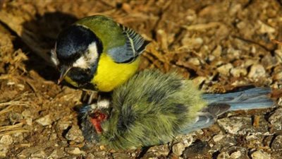 شبيه كورونا يفتك بالطيور في ألمانيا