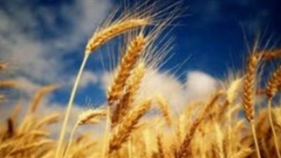 توريد4814 طن قمح لشون وصوامع الغربية