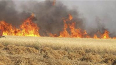 اندلاع حريق بالأشجار وزراعات القمح بسبب الرياح الشديدة في أسيوط