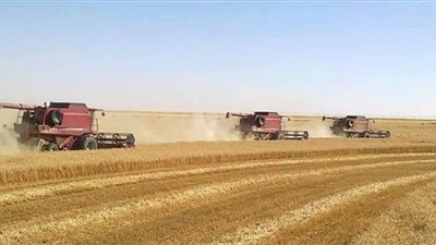 الوادي الجديد تتسلم 23 ألف طن قمح من المزارعين 