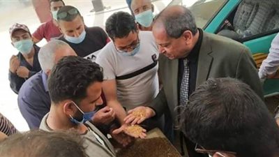 انتظام توريد القمح بإجمالي 13 ألف و518 طن للصوامع والشون في المنيا