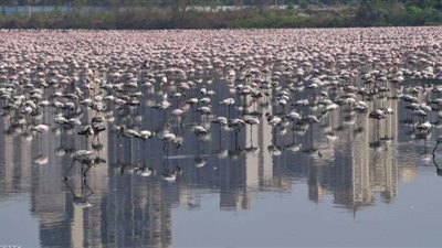الآلاف من طيور الفلامنجو تعيد الطبيعة لأصلها في مومباي بالهند