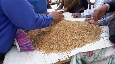 توريد 17 ألف طن  قمح في القليوبية
