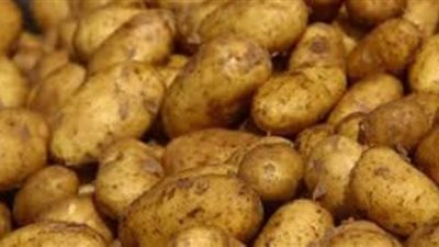 نقيب الفلاحين: ارتفاع صادرات البطاطس إلى نصف مليون طن