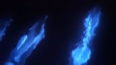 في ظاهرة نادرة.. تسجيل ظهور دلافين متوهجة لأول مرة | فيديو