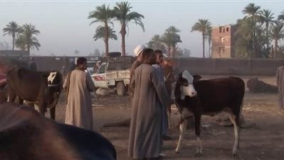أمن قنا يفض سوقا للمواشي بالقوة بعد خلافات بين البائعين علي ثمن عجل