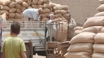 توريد 13 ألف طن قمح للشون والصوامع ببني سويف