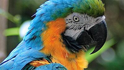 ببغاء جميل يتناول الطعام بطريقة مدهشة | فيديو