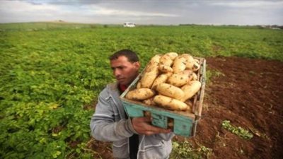 بعد عامين ونصف من تشديد الرقابة.. الكويت: المنتجات الزراعية الواردة من مصر صالحة للاستهلاك الآدمي