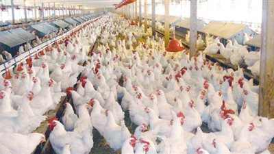 تجارية القاهرة: جنيهان تراجع في الدواجن.. وتوقعات بمزيد من التراجع