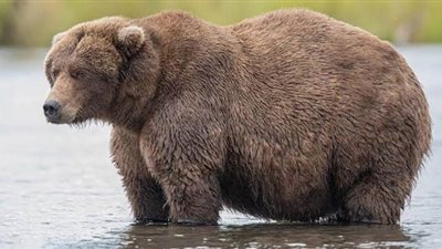 دب يعثر على طريقة للتخلص من مشكلة الذباب |  فيديو