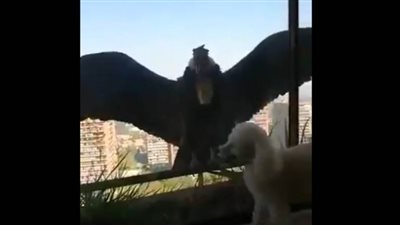 نسران يحطان على شرفة منزل ويحاولان الانقضاض على كلب | فيديو