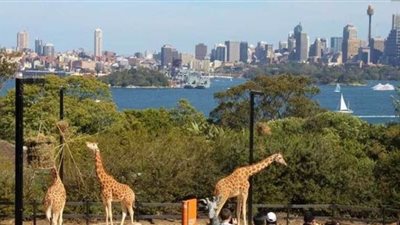 بعد إنقاذ الحيوانات من الموت.. الشرطة تعتقل إسترالي لاقتحامه حديقة